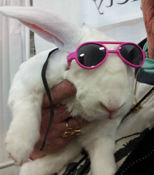 Cool Pet Rabbit